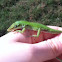 Green anole