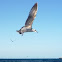 Laridae (gaviota)