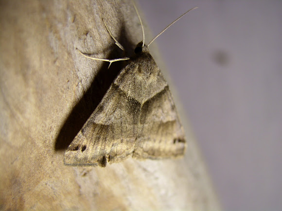 Spotting Image 1
