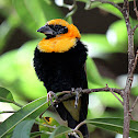 Black-winged Red Bishop