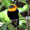 Black-winged Red Bishop