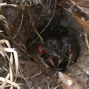 Crawfish