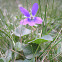 Violeta. Violet