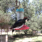 Acorn Woodpecker