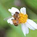 Honey Bee