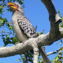 Yellow-billed Hornbill