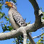 Yellow-billed Hornbill