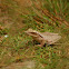 Golden tree frog