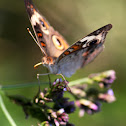 Common Buckeye
