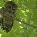 Mexican Spotted Owl