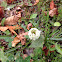 Clover