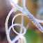 Spanish Moss