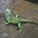 Chinese water dragon