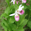 Showy Lady's-slipper