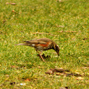 Redwing