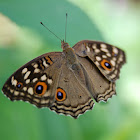 Lemon Pansy