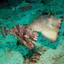 Strapweed filefish