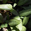 Trout lily
