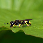 Graafwesp (Cerceris quadricincta)