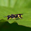Graafwesp (Cerceris quadricincta)