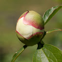 Peony (Pfingstrosen)