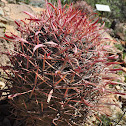 Baja Fire Barrel Cactus