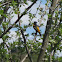 Baltimore Oriole