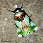 Moth