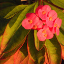 crown-of-thorns plant