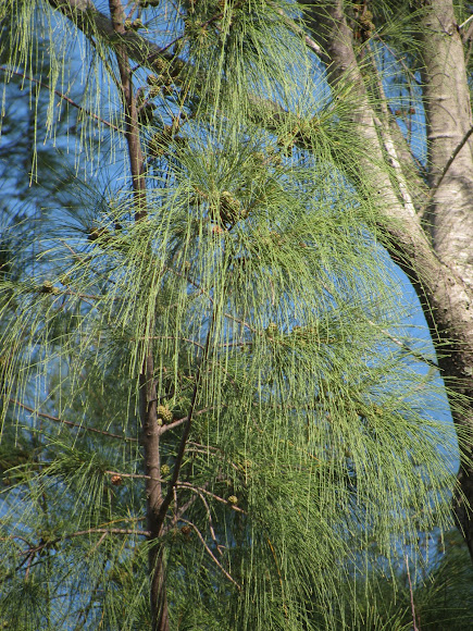 Spotting Image 1