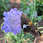 Silver-spotted Skipper