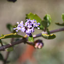 Ceanothus