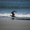 seagull
