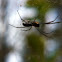 Filmy dome spider