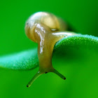 Land Snail