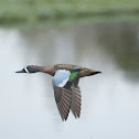 Blue-winged Teal