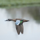Blue-winged Teal