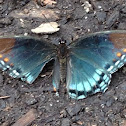 Red-spotted Purple