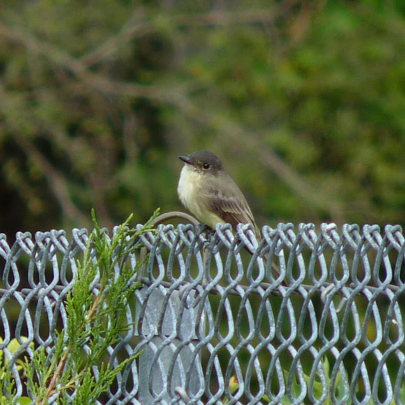 Spotting Image 1