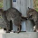 Bobcat