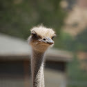 Ostrich