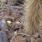 Prickly Pear Cactus
