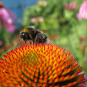 Bumble bee