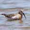 Curlew Sandpiper; Correlimos Zarapitin