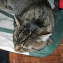 Tiger cat