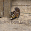Sonoma chipmunk