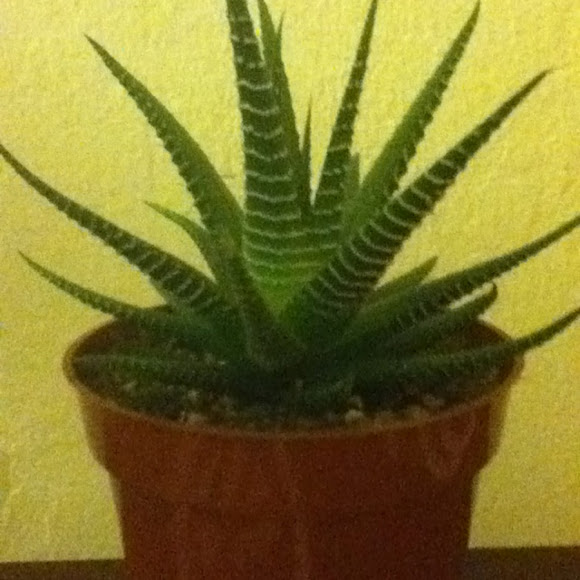 Spotting Image 1