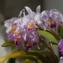 Orquídea