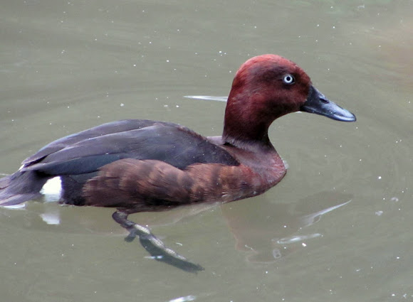 Spotting Image 1