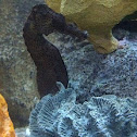 Seahorses